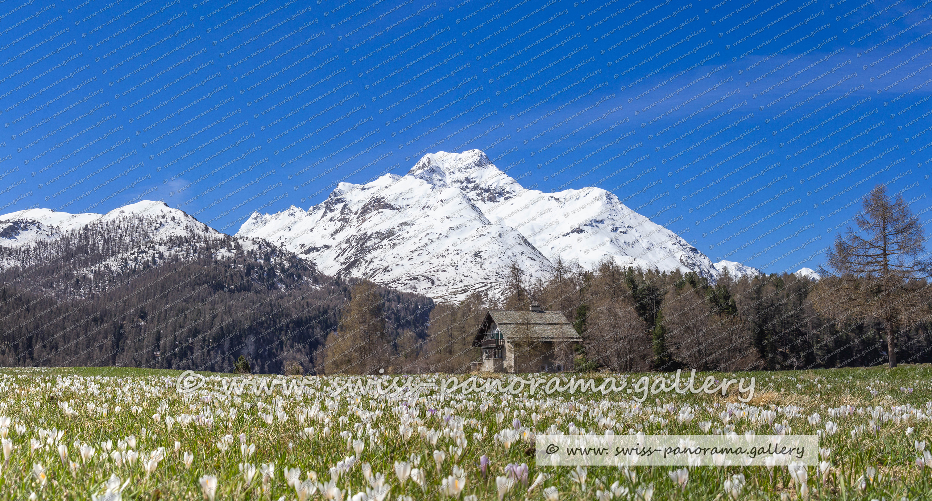 swiss panorama gallery Sils im Oberengadis Krokus, Frühling  Piz de la Margna